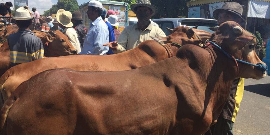 Harga Sapi Madura Merangkak Naik