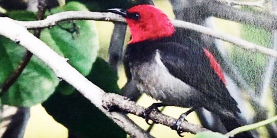 Ada Temuan Fauna Baru di Indonesia, Salah Satunya Memakai Nama Ibu Negara