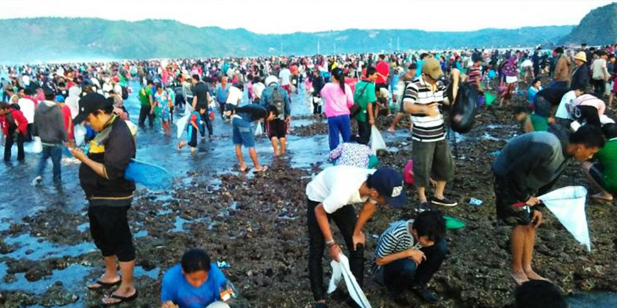 Mengintip Budaya Bau Nyale di Pulau Lombok