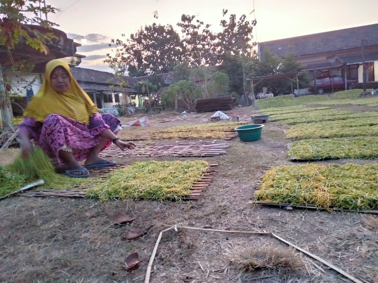 Refleksi Hari Tani: Cerita Krisis Iklim dari Petani Tembakau Paiton dan Ilusi Harga Mahal