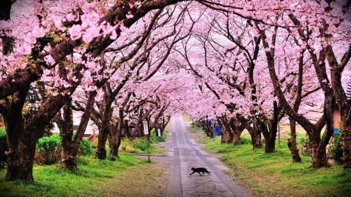 Tak Perlu ke Jepang, Bunga Sakura Mekar di Indonesia