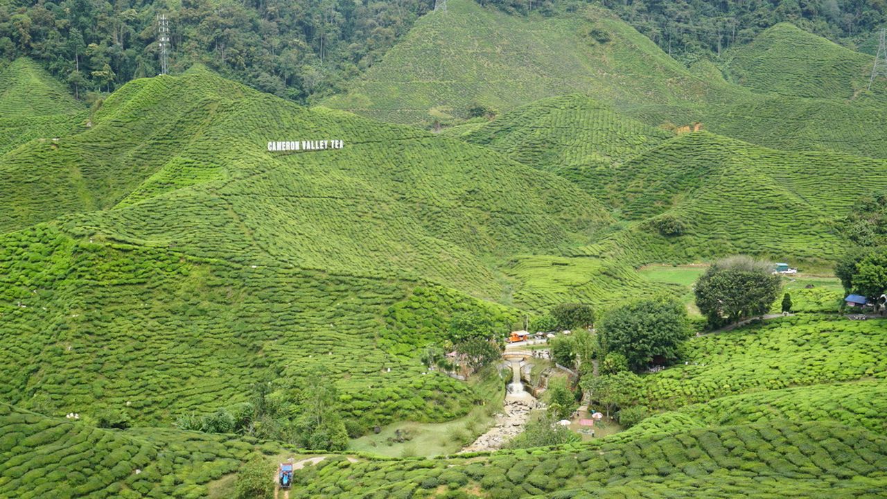 Wisata Kebun di Dataran Tinggi Cameron, Malasyia 