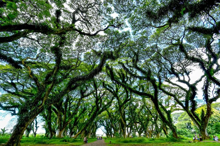 Hutan De Djawatan Banyuwangi: Wisata Hutan ala Hutan Fangorn di Film The Lord Of Rings.