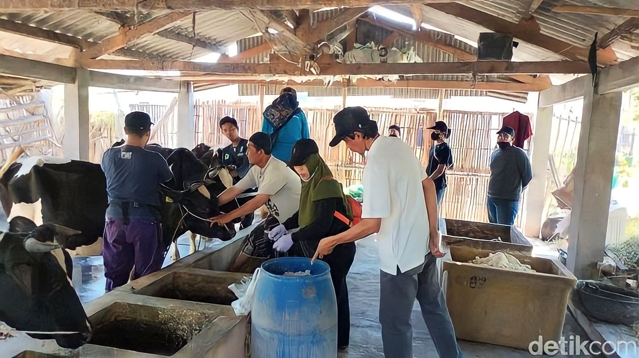 Belasan Sapi di Lima Kecamatan Terpapar Lumpy Skin Disease