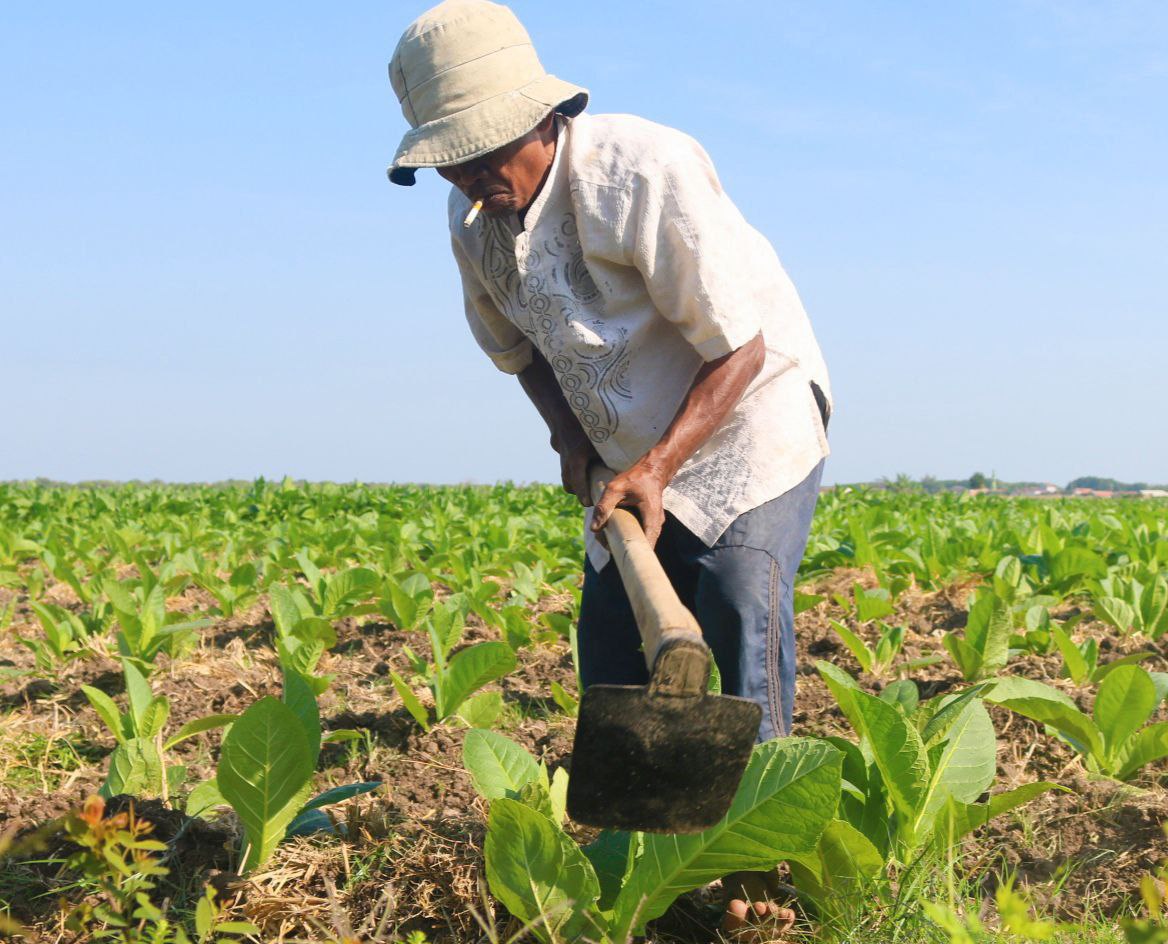 Petani Paiton: Menanam Tembakau Kala Musim Kemarau