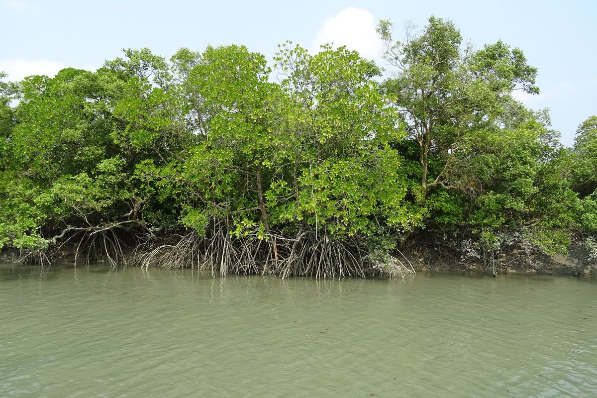 Tata Kelola Mangrove Indonesia Mengalami Kemunduran