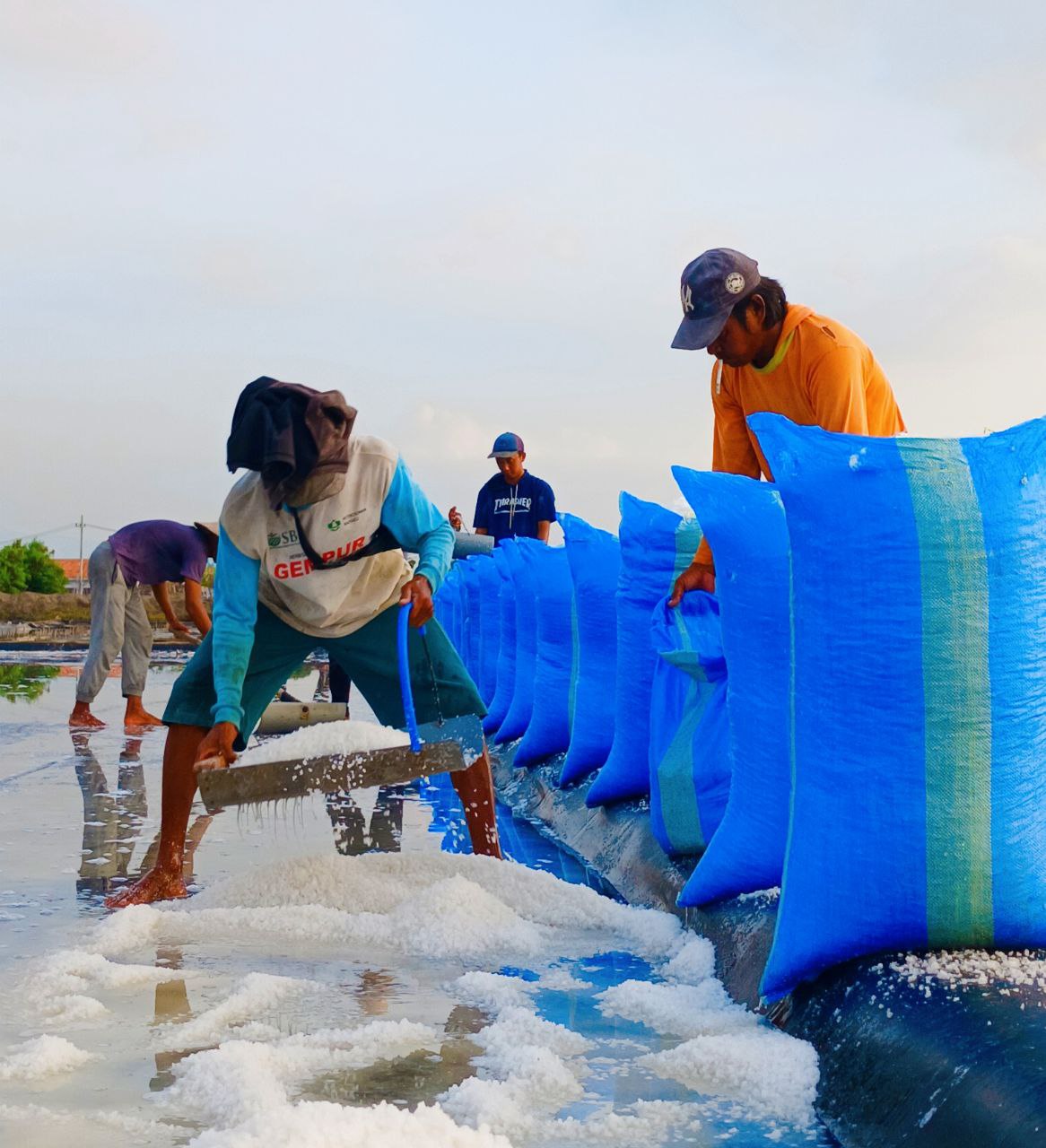 Nestapa Petani Garam Randutatah Jelang Panen Raya