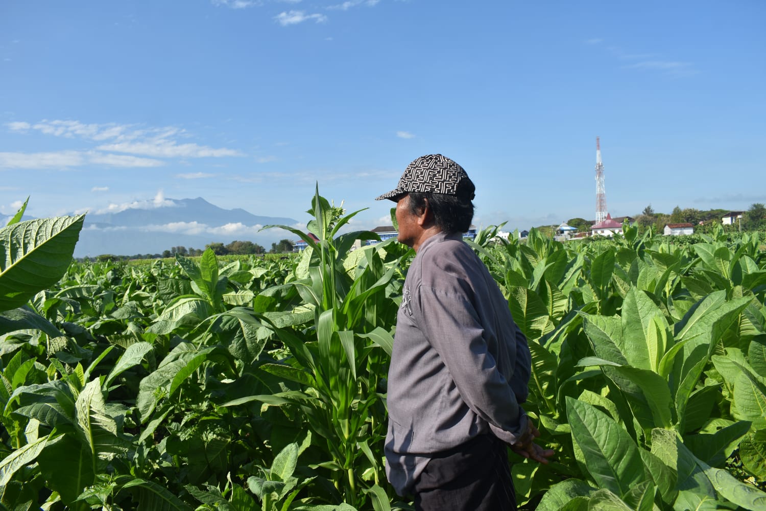 Petani Tembakau Paiton dan Bayang-Bayang Krisis Iklim